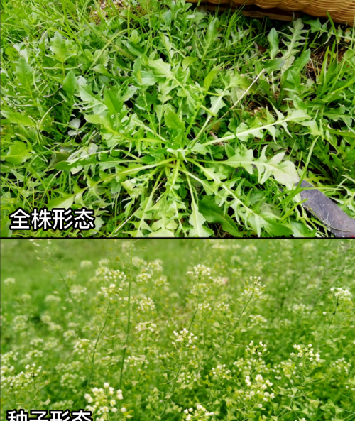 这32种常见野菜，你都认识吗？