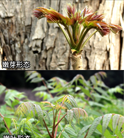 这32种常见野菜，你都认识吗？