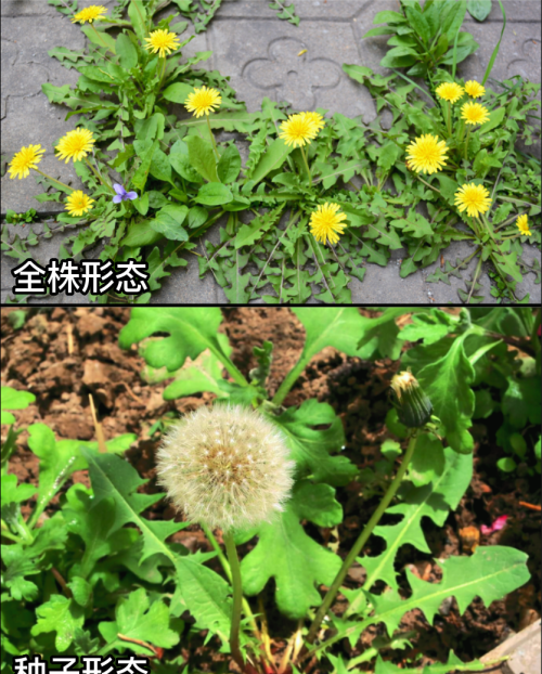 这32种常见野菜，你都认识吗？