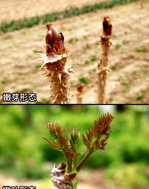 这32种常见野菜，你都认识吗？