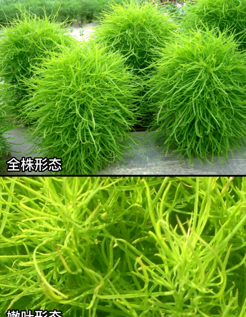 这32种常见野菜，你都认识吗？