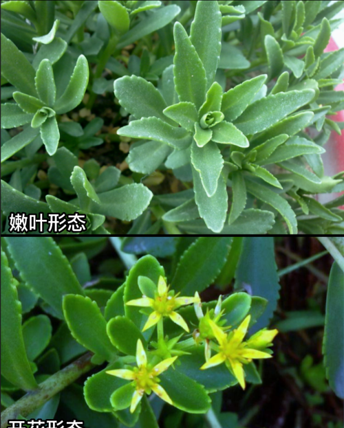 这32种常见野菜，你都认识吗？