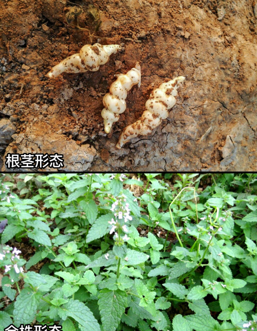 这32种常见野菜，你都认识吗？