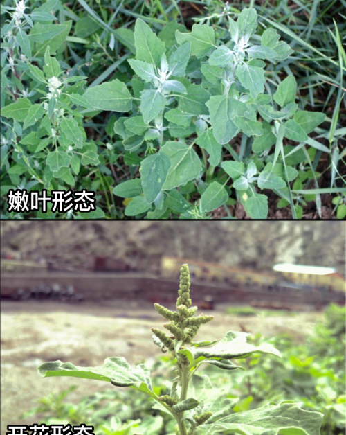 这32种常见野菜，你都认识吗？