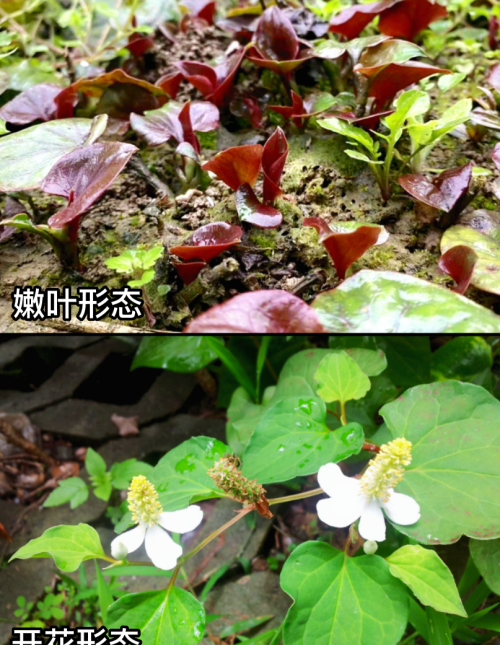 这32种常见野菜，你都认识吗？