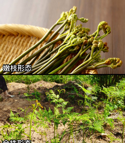 这32种常见野菜，你都认识吗？