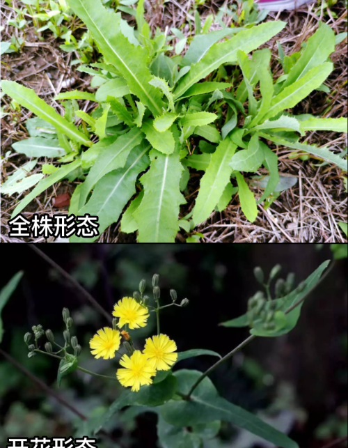 这32种常见野菜，你都认识吗？