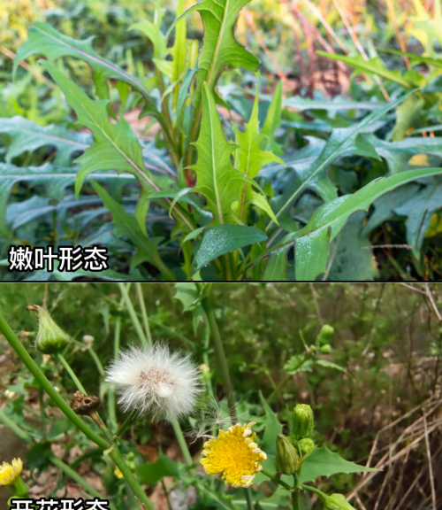 这32种常见野菜，你都认识吗？