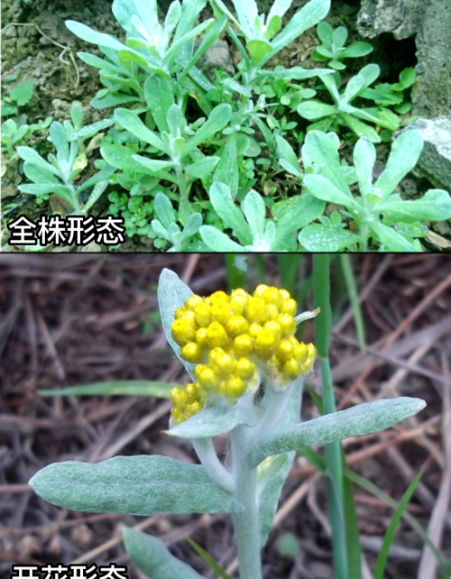 这32种常见野菜，你都认识吗？