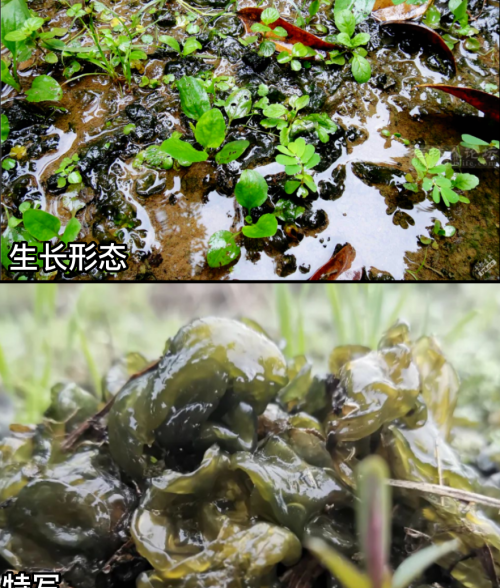 这32种常见野菜，你都认识吗？