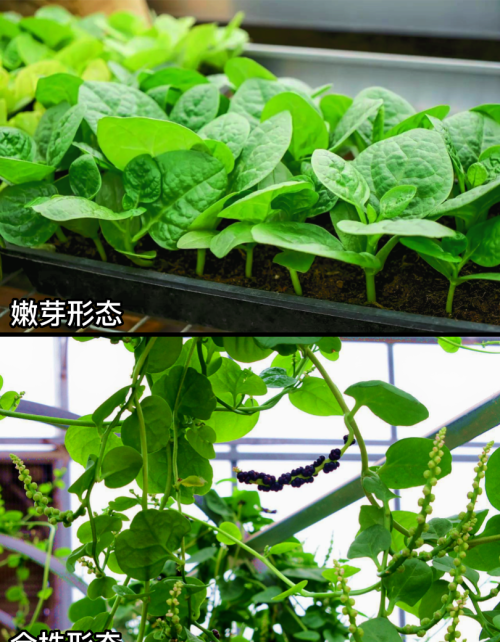 这32种常见野菜，你都认识吗？