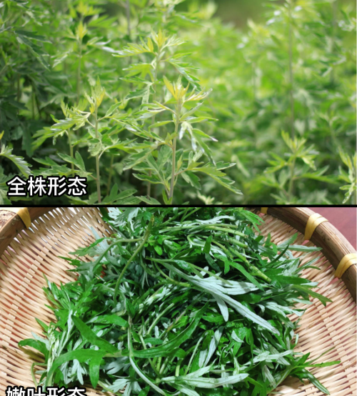 这32种常见野菜，你都认识吗？