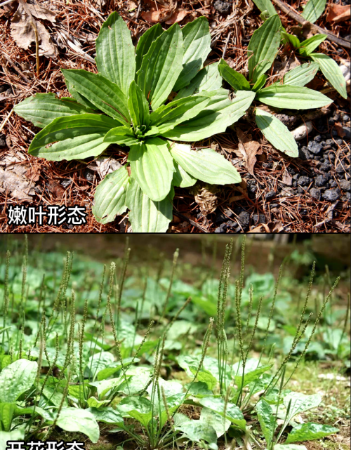 这32种常见野菜，你都认识吗？