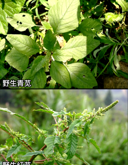 这32种常见野菜，你都认识吗？