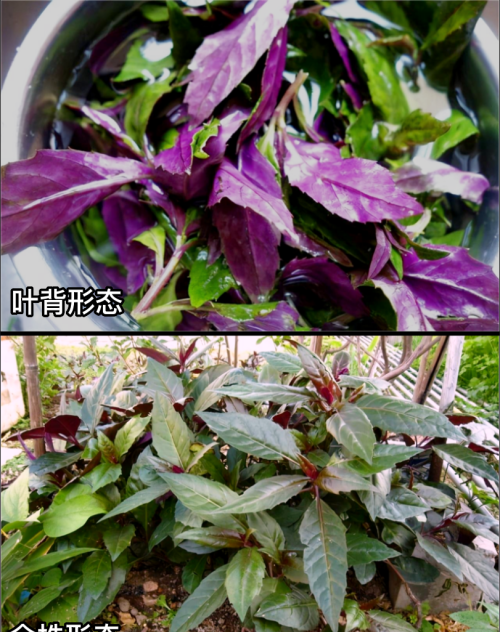 这32种常见野菜，你都认识吗？