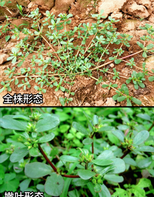 这32种常见野菜，你都认识吗？