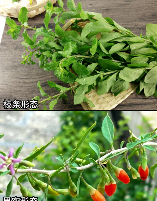 这32种常见野菜，你都认识吗？