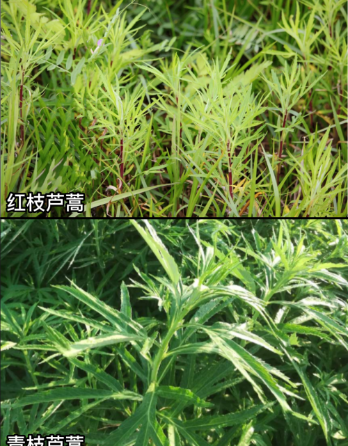 这32种常见野菜，你都认识吗？