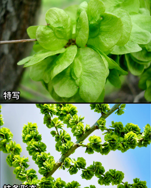 这32种常见野菜，你都认识吗？