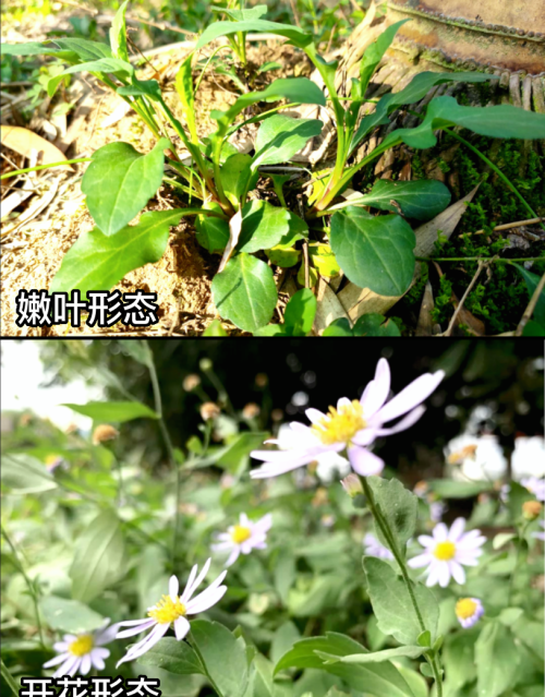 这32种常见野菜，你都认识吗？