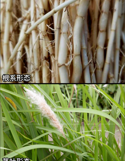 这32种常见野菜，你都认识吗？