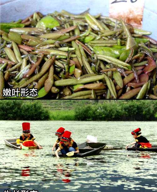 这32种常见野菜，你都认识吗？