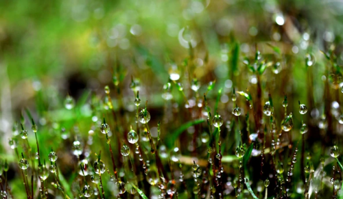 谷雨将至，可今年谷雨不一般，老人说的“谷雨有三怕”，都怕啥