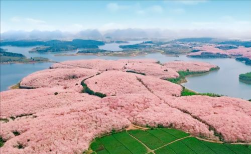 国内有哪些赏花旅行地，会让你直呼太美啦？我想到了这4个地方