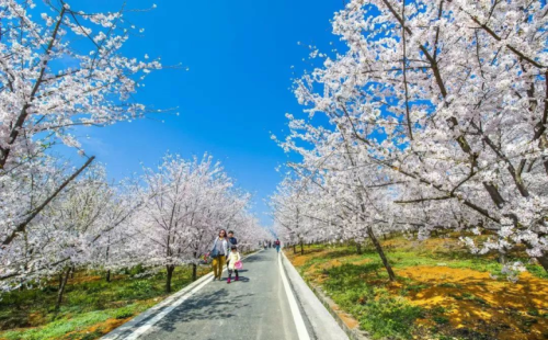 走遍国内，这3个地方才是春日赏花旅行的必去之地