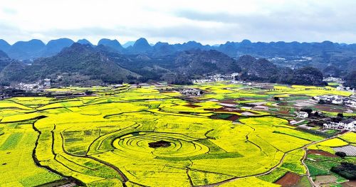 航拍：贵州兴义万峰林中、金色花海汇成绝美画篇