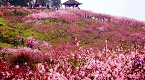 重庆·游春——虎峰山