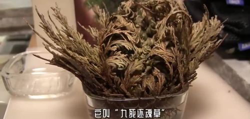 事出反常？“九死还魂草”出现在青海，究竟说明了什么？