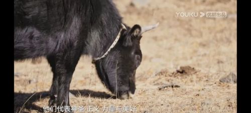 开年首部美食纪录片，被甘南藏族的年夜饭做法馋哭了