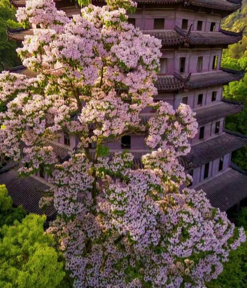 杭州发现两棵花，一雌一雄“相依相偎”500年，开花好漂亮