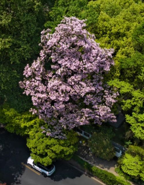 杭州发现两棵花，一雌一雄“相依相偎”500年，开花好漂亮