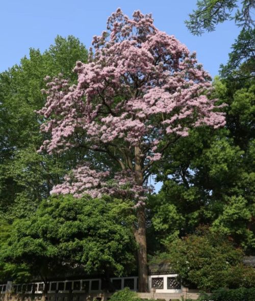 杭州发现两棵花，一雌一雄“相依相偎”500年，开花好漂亮