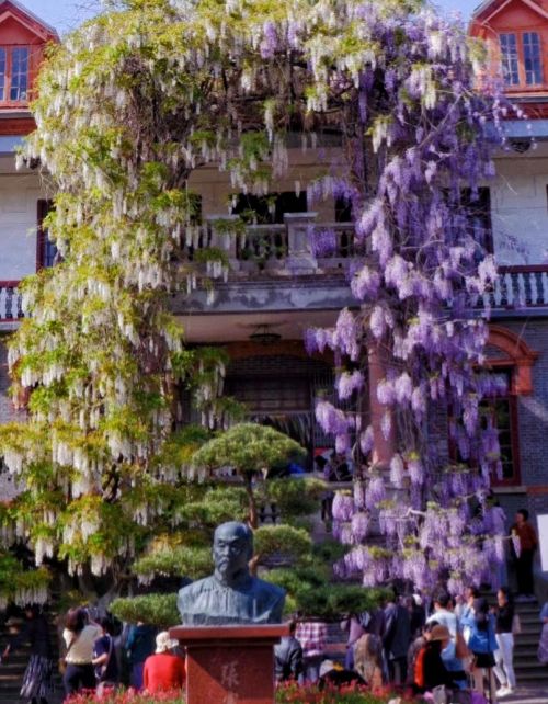 江苏一棵百年紫藤花，因“一树两色”走红，现场拍照的人排成长队