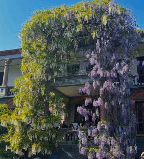 江苏一棵百年紫藤花，因“一树两色”走红，现场拍照的人排成长队