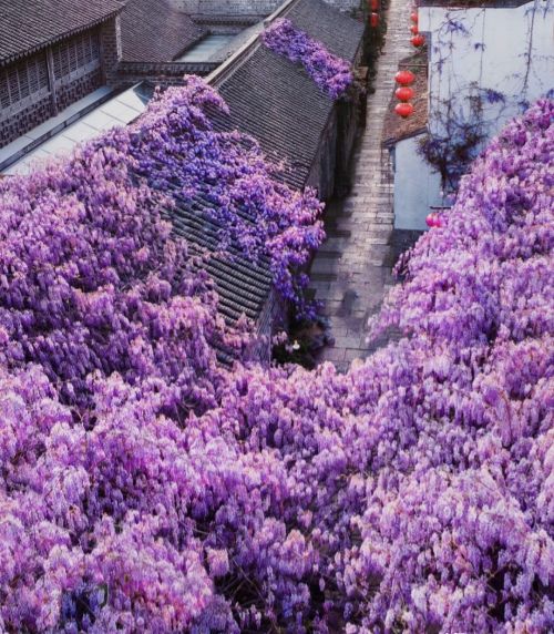 江苏一棵百年紫藤花，因“一树两色”走红，现场拍照的人排成长队