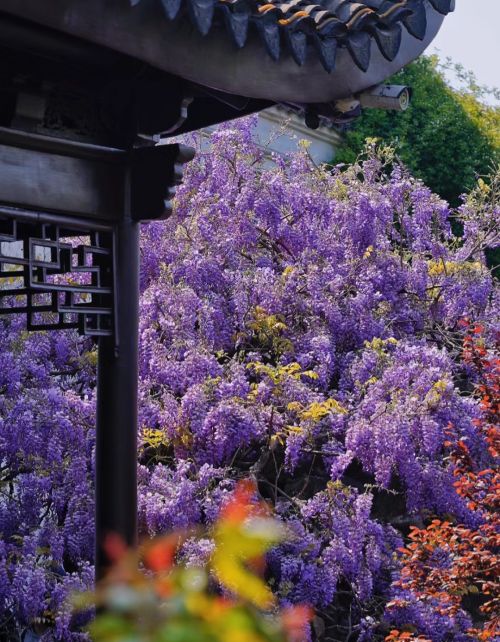 江苏一棵百年紫藤花，因“一树两色”走红，现场拍照的人排成长队