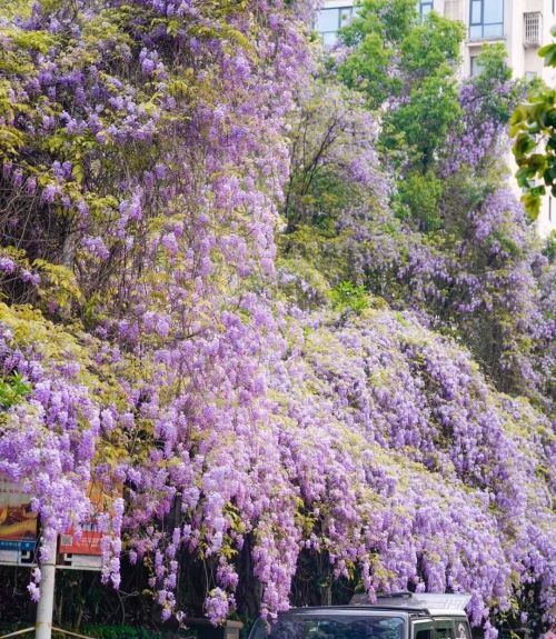 江苏一棵百年紫藤花，因“一树两色”走红，现场拍照的人排成长队