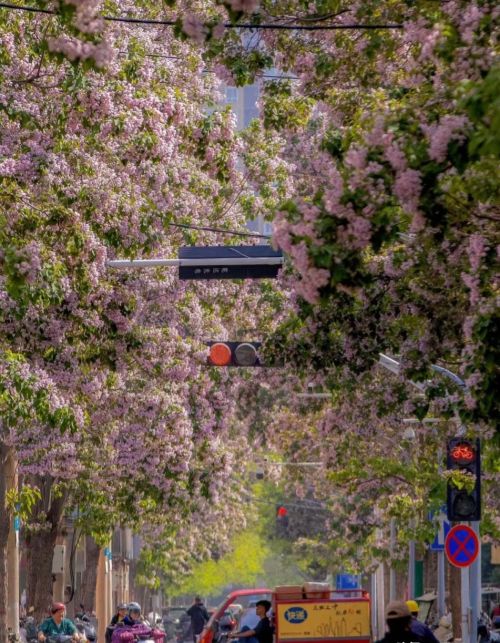 郑州一条马路边的花，开得“仙气飘飘”，路过像走进了仙境