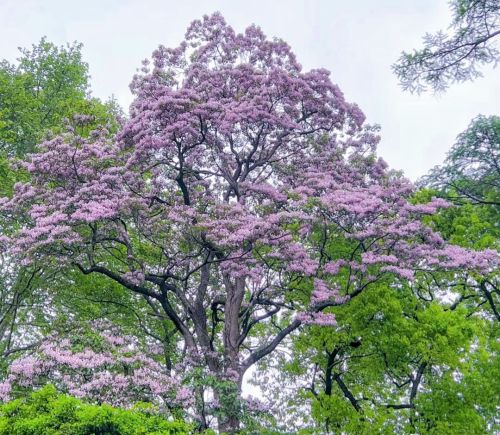 郑州一条马路边的花，开得“仙气飘飘”，路过像走进了仙境