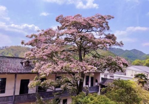 郑州一条马路边的花，开得“仙气飘飘”，路过像走进了仙境