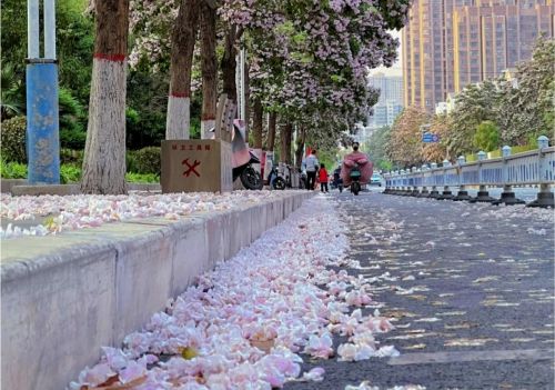 郑州一条马路边的花，开得“仙气飘飘”，路过像走进了仙境