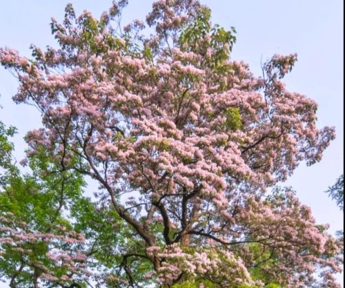 郑州一条马路边的花，开得“仙气飘飘”，路过像走进了仙境