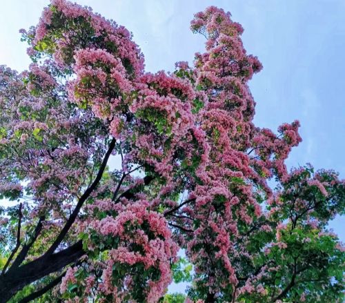 郑州一条马路边的花，开得“仙气飘飘”，路过像走进了仙境