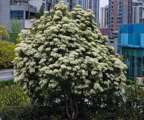 上海一小区绿化带的花，凭“气味走红”却被嫌弃，居民：太难闻