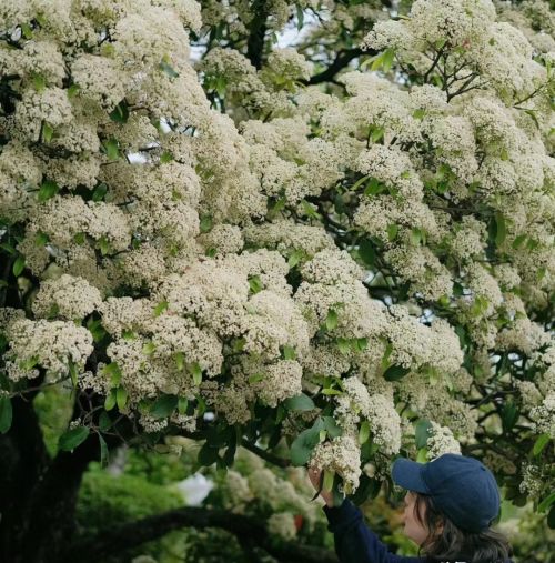 上海一小区绿化带的花，凭“气味走红”却被嫌弃，居民：太难闻