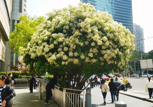 上海一小区绿化带的花，凭“气味走红”却被嫌弃，居民：太难闻